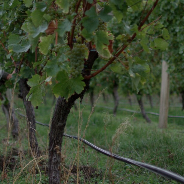 A man crouching to inspect grape vines