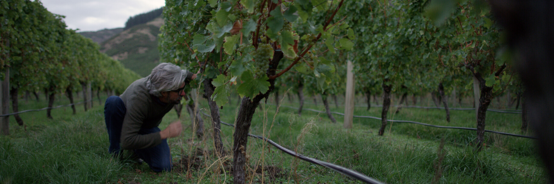Villa Maria vineyard A man crouching to inspect grape vines